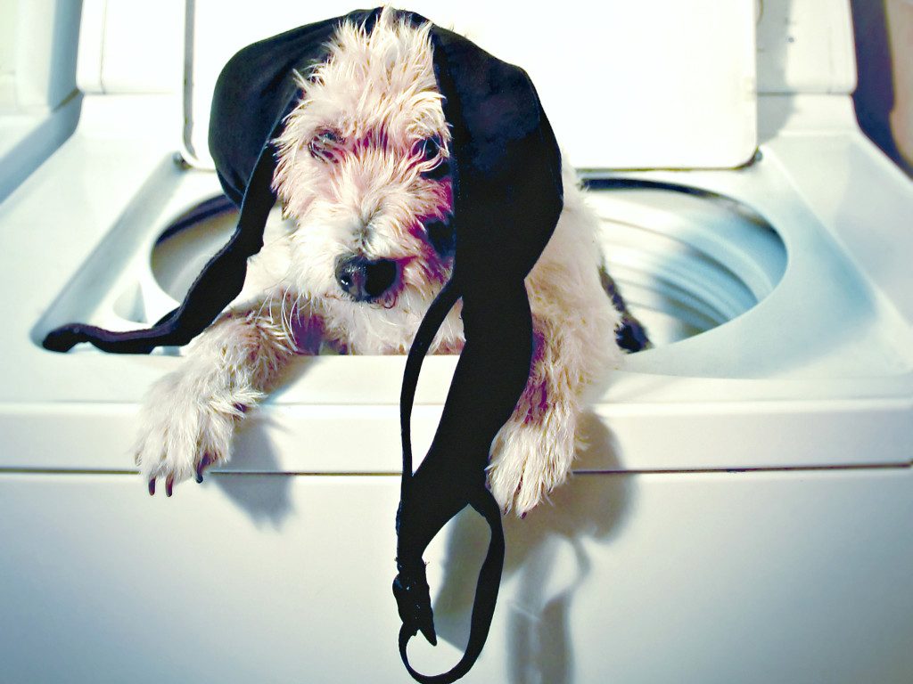 dog in washingmachine with bra on his head